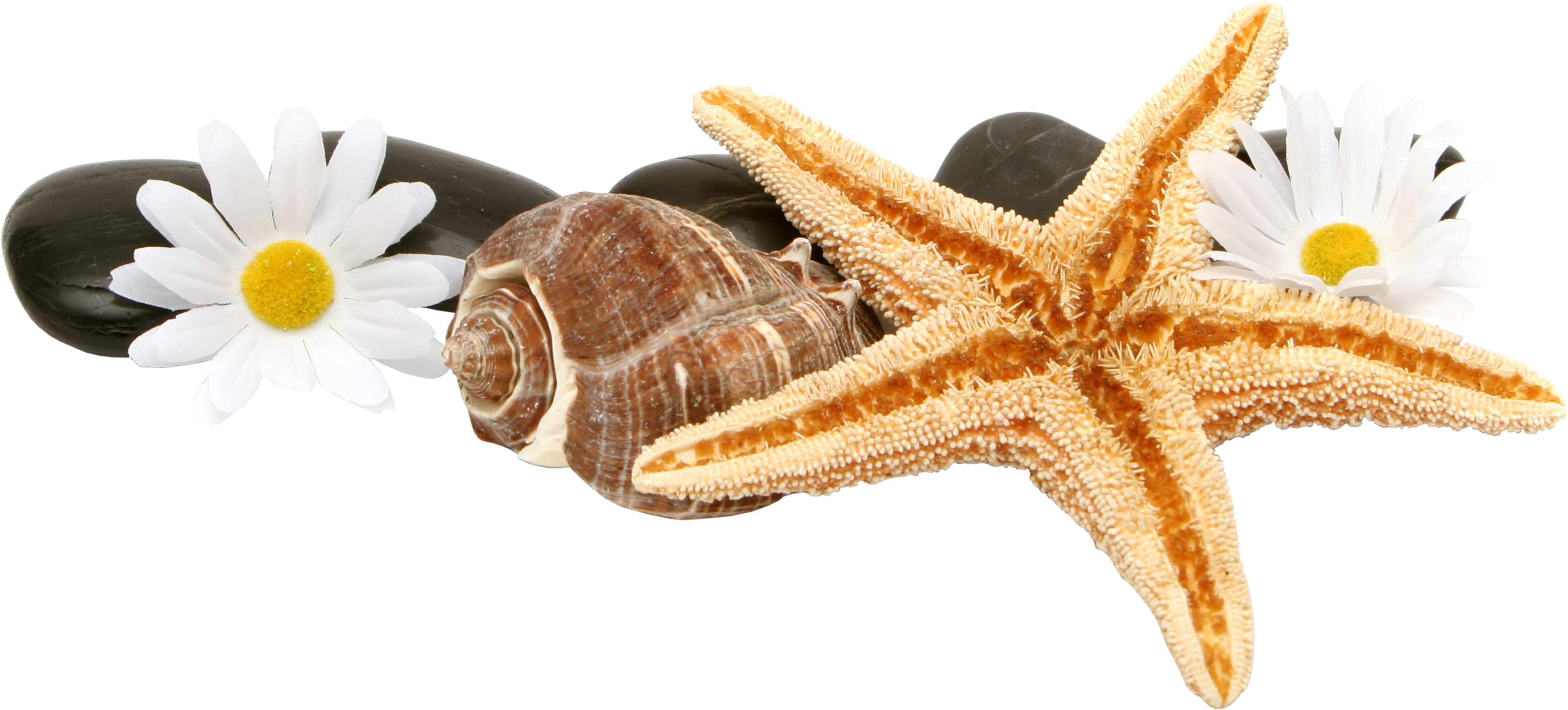 download-Starfish-PNG-transparent-images-transparent-backgrounds-PNGRIVER-COM-starfish_PNG8.png