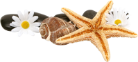 download-Starfish-PNG-transparent-images-transparent-backgrounds-PNGRIVER-COM-starfish_PNG8.png